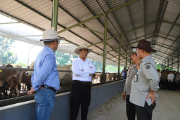 Kementan Pastikan Stok Hewan Kurban Mencukupi