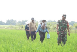 Warga Desa Penambangan dan Babinsa Bersinergi Tingkatkan Ketahanan Pangan Hasil TMMD