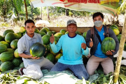 Segar Manis, Petani di Lumajang Panen Cuan Semangka Madrid