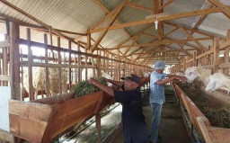 Peternak Domba Modern di Lamongan Raup Cuan Jelang Idul Adha