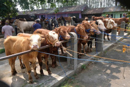 Bisnis Hewan Kurban di Tulungagung Meroket, Sehari Bisa Jual 25 Sapi