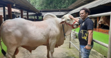 Jokowi Sumbang 68 Sapi Mongol