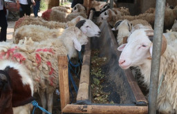 Stok Hewan Kurban Jelang Idul Adha, Dispertan: Banyuwangi Surplus Ternak