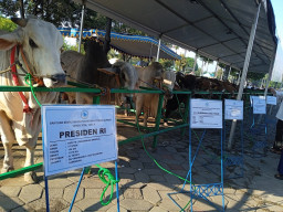 Jor-joran Sumbang Sapi