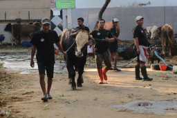 RPH Surabaya Tawarkan Jasa Pemotongan Hewan Kurban Mulai Rp 2,5 Juta per Ekor