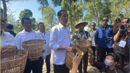 Jokowi Naikkan Ketersediaan dan Anggaran Pupuk Subsidi Dua Kali Lipat