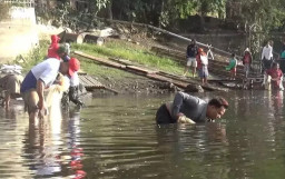 Fenomena ‘Koyo’ di Lumajang, Peternak Ikan Terpaksa Panen Lebih Awal