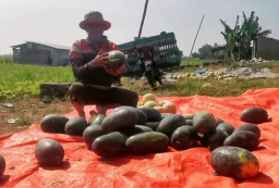 Petani Gigit Jari, Harga Semangka Inul Anjlok Rp 6 Ribu/ Kg