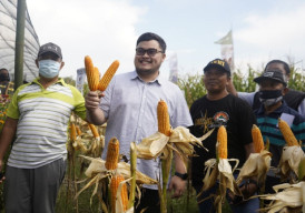Fasilitasi Persoalan Petani, Mas Dhito: Jagung Jadi Komoditas Unggulan Kita