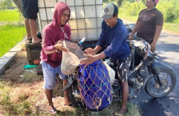 Jembatan Kedungpeluk Ambrol, Pendistribusian Hasil Tambak ‘Mocar-macir’