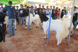 Kontes Domba dan Kambing di Lamongan Pacu Potensi Sektor Peternakan