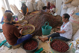 Harga Kopi Robusta di Magetan Naik, Tembus Rp 125 Ribu/ Kg