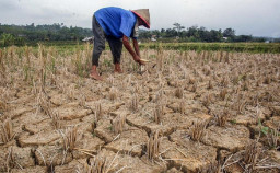 Petani Was-was Gagal Panen, Kemarau Panjang Ancam 5 Kecamatan Blitar