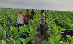 Dinas Pertanian Probolinggo Lakukan Pemantauan Langsung di Lokasi