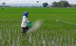 Serapan Pupuk NPK Subsidi Lebih Rendah Dibandingkan Pupuk Urea