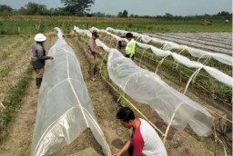 Dipertapa Kabupaten Blitar Kembangkan Tembakau Lokal