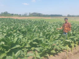 Desa Pucung Balongpanggang Jadi Pilot Project Pertanian Tembakau di Gresik
