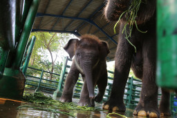 Wali Kota Eri Berikan Nama Rocky Balboa Pada Anak Gajah KBS, Berharap Kuat dan Sehat
