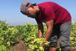 Tanaman Cabai di Ponorogo Terserang Virus Gemini, Petani Was-was