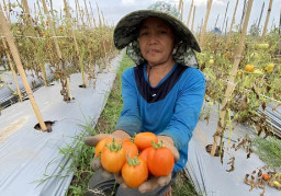 Harga Tomat di Madiun Anjlok Drastis, per Kg Cuma Rp 2-3 Ribuan