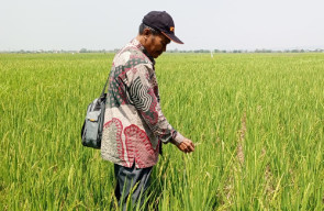 Diserang Hama Tikus, Puluhan Hektar Padi di Kupang Terancam Gagal Panen