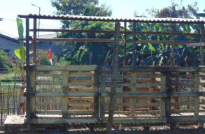 Pembuatan Kandang Terkesan Asal -asalan, Anggaran Bantuan Kambing Diduga Jadi Bancakan