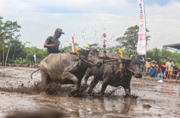 Meriahnya Lomba Balap Kerbau di Lumajang, Geliatkan Perekonomian Lokal
