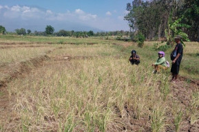 Gagal Panen 26 Hektar, DKPP Ngawi Beri Ganti Rugi Rp 6 Juta per Hektar