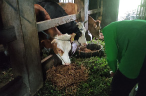 Petani Ponorogo Gagal Panen, Pasrah Tanaman Padi untuk Pakan Ternak