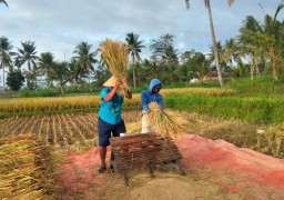 Produktivitas Padi di Jember Melimpah 8 Ton per Hektar, Petani Sumringah