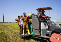 Panen Raya Melimpah, Dongkrak Sektor Perekonomian Petani Padi di Tuban