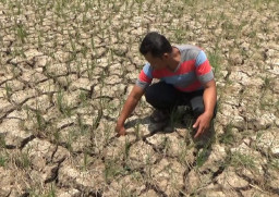 Ratusan Hektar Padi dan Jagung di Jember Terancam Gagal Panen