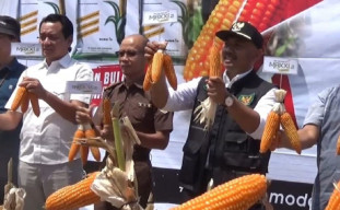 Panen Raya, Produksi Jagung Pipil Kering di Ngawi Capai 229.146 Ton