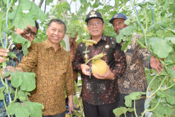 Selain Padi, Melon Kini Mulai Diminati Petani Tingkatkan Pendapatan 