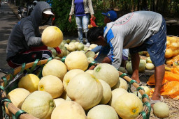 Terapkan Sistem Green House, Melon Ponorogo Rambah Pasar Singapura