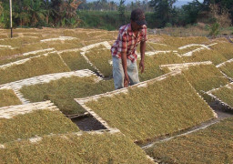 Disperta Catat Minat Tanam Tembakau di Madiun Naik, Capai 280 Hektar