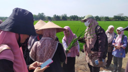 Desa Betiting Cerme Jadi Sasaran Penelitian Ahli Pertanian Malaysia dan Indonesia