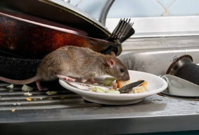 Dinkes Kota Batu Galakkan Deteksi Dini Kasus Penyebaran Leptospirosis