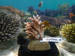 Baca juga : Rayakan Anniversary ke-10, Vapeboss Bangun Taman Terumbu Karang di Karimunjawa