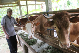 Populasi Sapi Potong di Jombang Melonjak 62.409 Ekor per Oktober