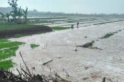 Disperta: 1.284 Hektare Sawah di Jombang Rusak Terdampak Banjir
