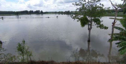 Bibit Padi di Jombang Rusak Diterjang Banjir, Petani Pilih Tanam Ulang