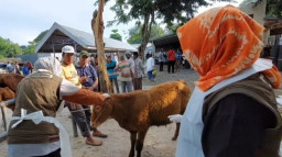 PMK Sudah Menyebar di 21 Kecamatan di Lamongan