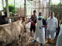 Kementan - Dinas Peternakan Jatim Respon Cepat Kasus PMK di Magetan