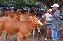 Jadi Ancaman Peternak, Lima Sapi di Kota Probolinggo Mati Terjangkit PMK
