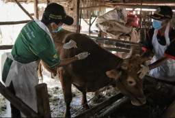 Siapkan 10 Ribu Vaksin PMK, Pemkab Malang Targetkan Rampung Akhir Februari