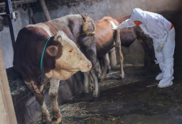 Pemkab Pacitan Ajukan Bantuan 80 Ribu Vaksin untuk Tekan Wabah PMK