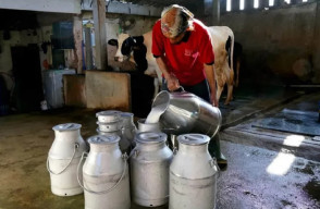 Kondisi Jalan Rusak, Peternak Sapi Perah lereng Gunung Wilis ‘Nelongso’