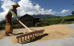 Bulog Bojonegoro Optimalkan Serapan Gabah HPP Rp 6.500 Para Petani