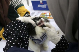 DKPP Kota Madiun Sediakan Layanan Kesehatan Gratis Hewan Peliharaan